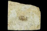 Bumastoides Trilobite - Lancaster, Wisconsin #115240-1